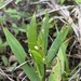Heller's Rosette Grass - Photo (c) Jaime Baxter-Slye, some rights reserved (CC BY-NC), uploaded by Jaime Baxter-Slye