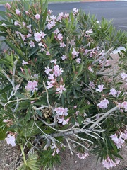 Nerium oleander