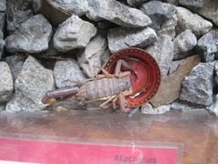 Centruroides limbatus