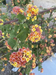 Lantana