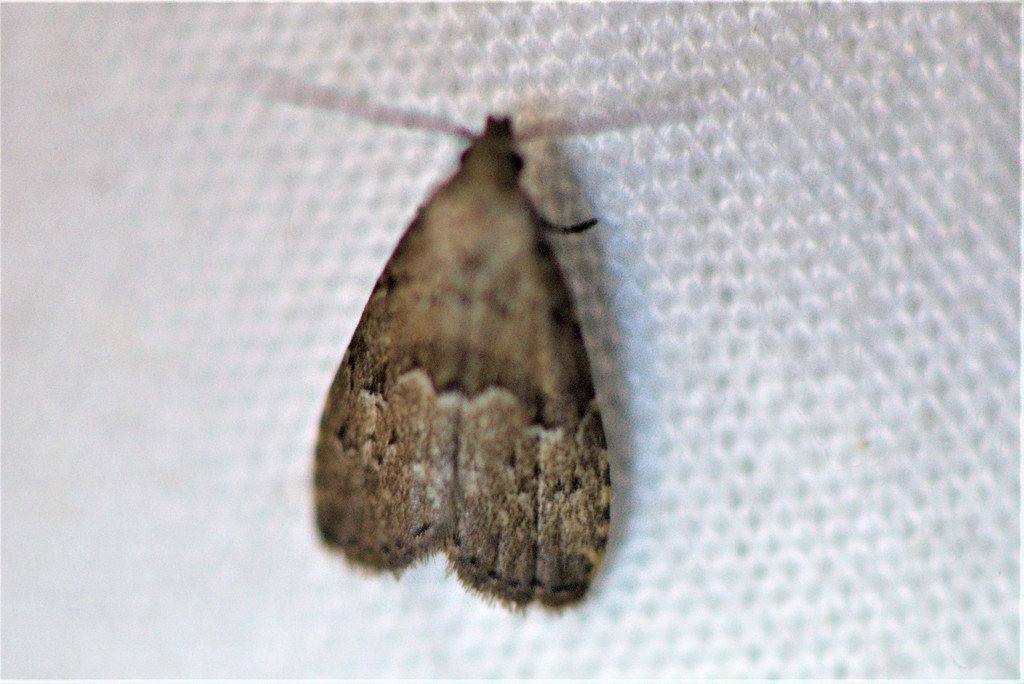 Hypenodes from Polk County, FL, USA on May 03, 2021 at 0956 PM by Tom