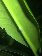 Tropiduchinae