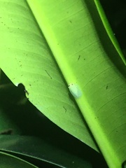 Tropiduchinae