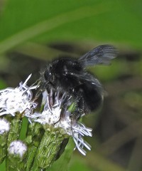 Bombus pauloensis