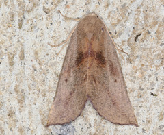 Mnesampela heliochrysa