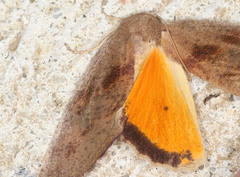 Mnesampela heliochrysa