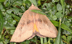 Mnesampela heliochrysa