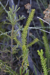 Melaleuca diosmifolia