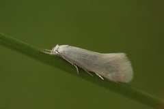 Elachista argentella