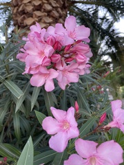 Nerium oleander