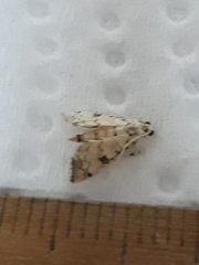 Hileithia approprialis