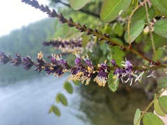 Amorpha glabra