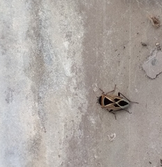 Xanthochilus saturnius