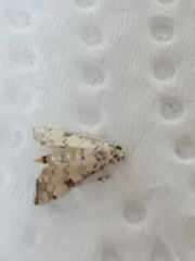 Hileithia approprialis