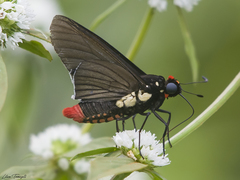 Mysarbia sejanus