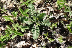 Scabiosa praemontana