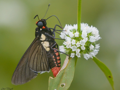 Mysarbia sejanus