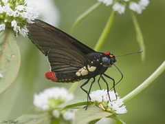 Mysarbia sejanus