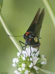 Mysarbia sejanus