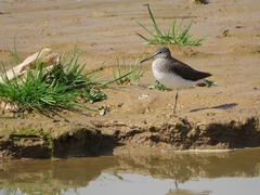 Tringa ochropus