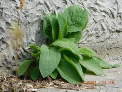 Symphytum caucasicum