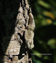 Sceloporus melanorhinus