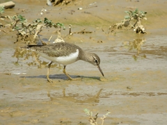 Actitis hypoleucos