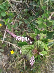 Aloysia scorodonioides
