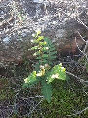Asplenium capense