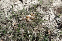 Astragalus dolichophyllus