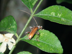 Ceresium zeylanicum