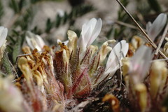 Astragalus dolichophyllus