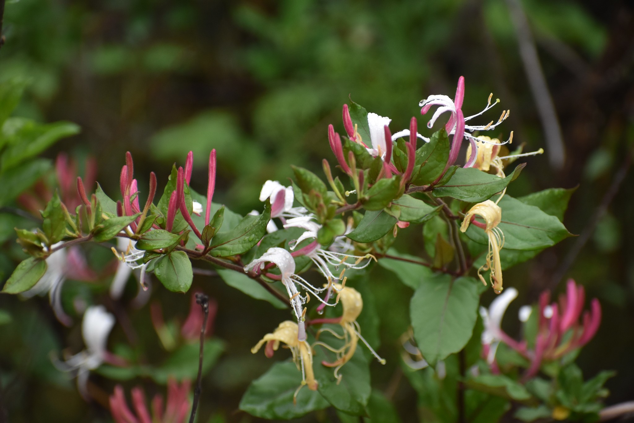 Japanese honeysuckle (Lonicera japonica)  iNaturalist