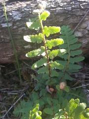 Asplenium capense