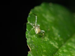 Platnickina maculata