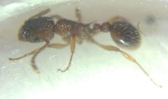 Myrmica sabuleti