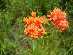 Asclepias lanceolata