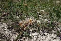 Astragalus dolichophyllus