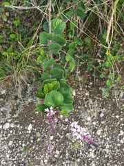 Aloysia scorodonioides
