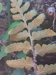 Asplenium capense