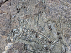 Ovis canadensis nelsoni