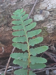 Asplenium capense