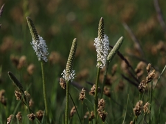 Plantago schwarzenbergiana