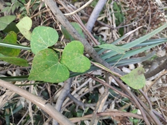 Pericampylus glaucus