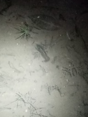 Cambarellus montezumae