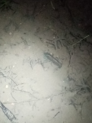 Cambarellus montezumae