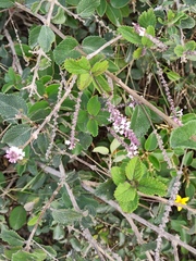 Aloysia scorodonioides