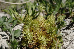 Ceratocephala falcata