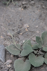 Salvia beckeri