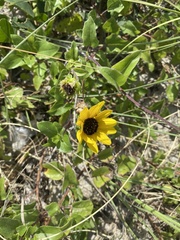 Helianthus debilis